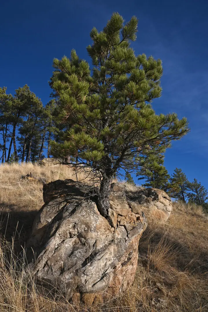 A tree on top of a rock in the middle of nowhere.