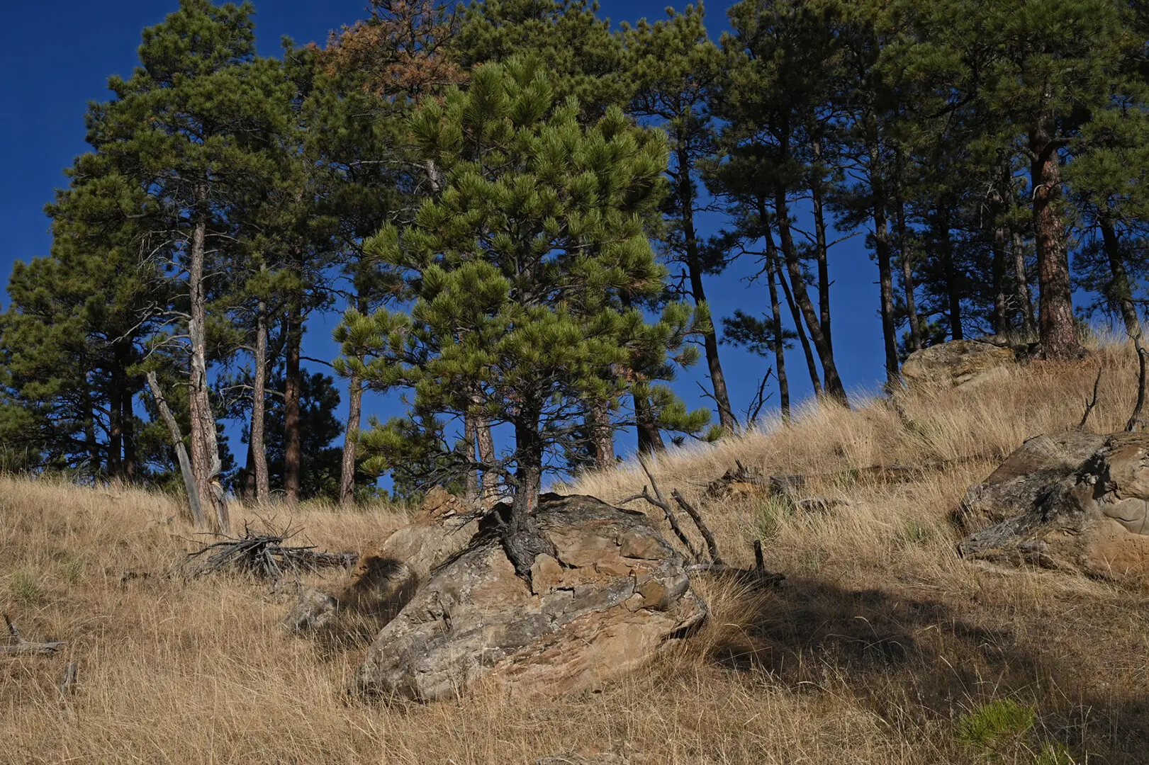 A tree is standing on the side of a hill