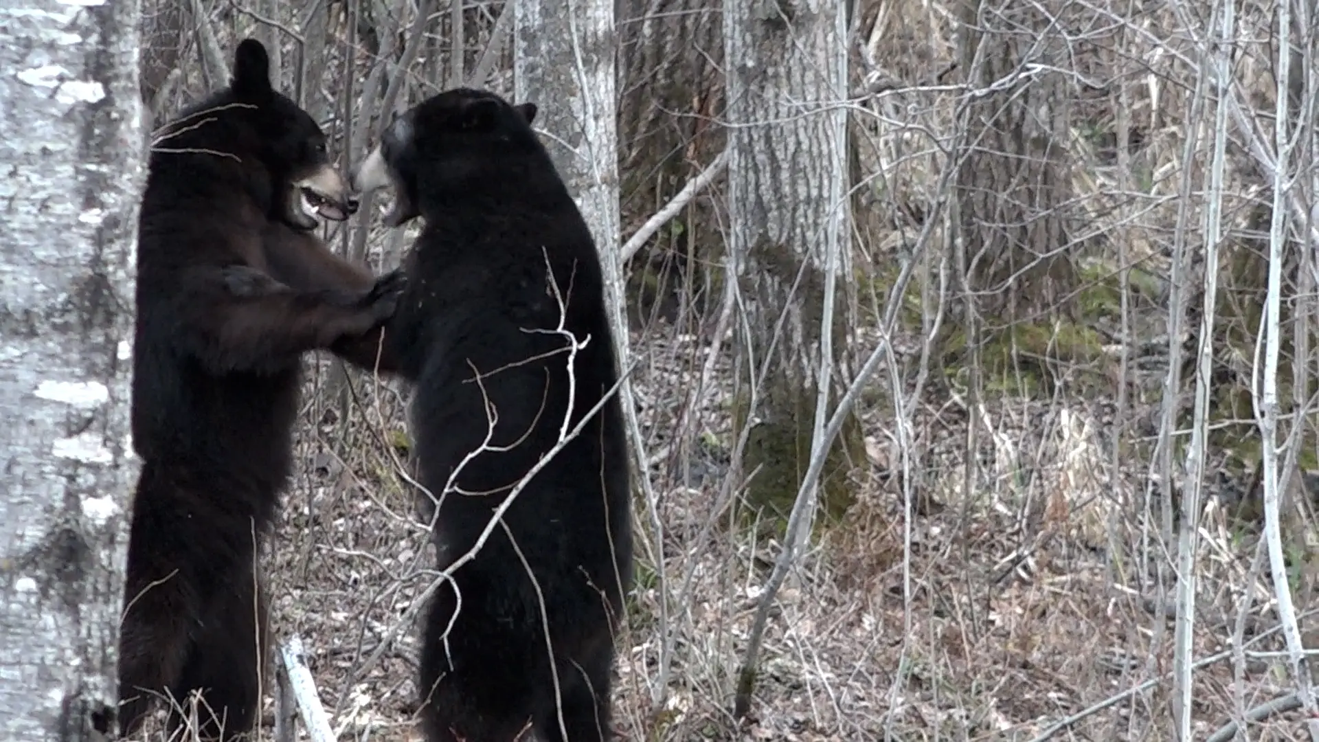 A bear is standing in the woods and has its head on another bear.