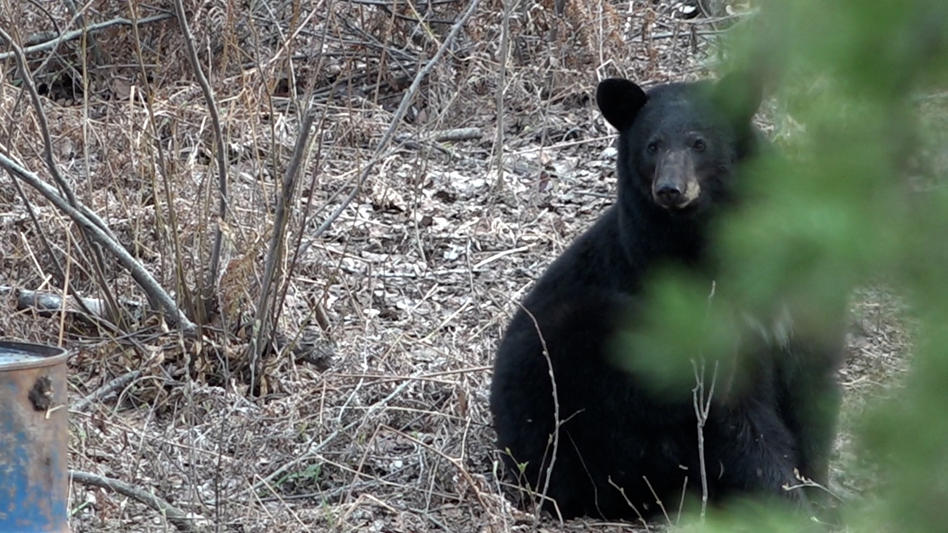 A black bear sitting in the grass near some bushes.