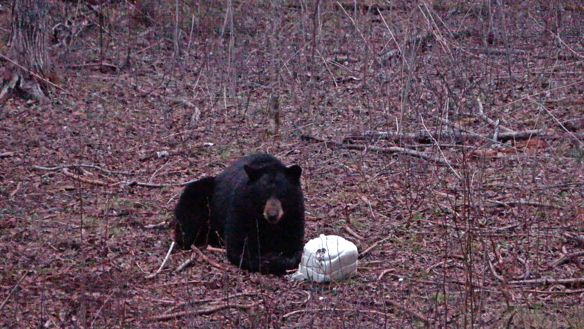 A black bear sitting on the ground next to a white object.