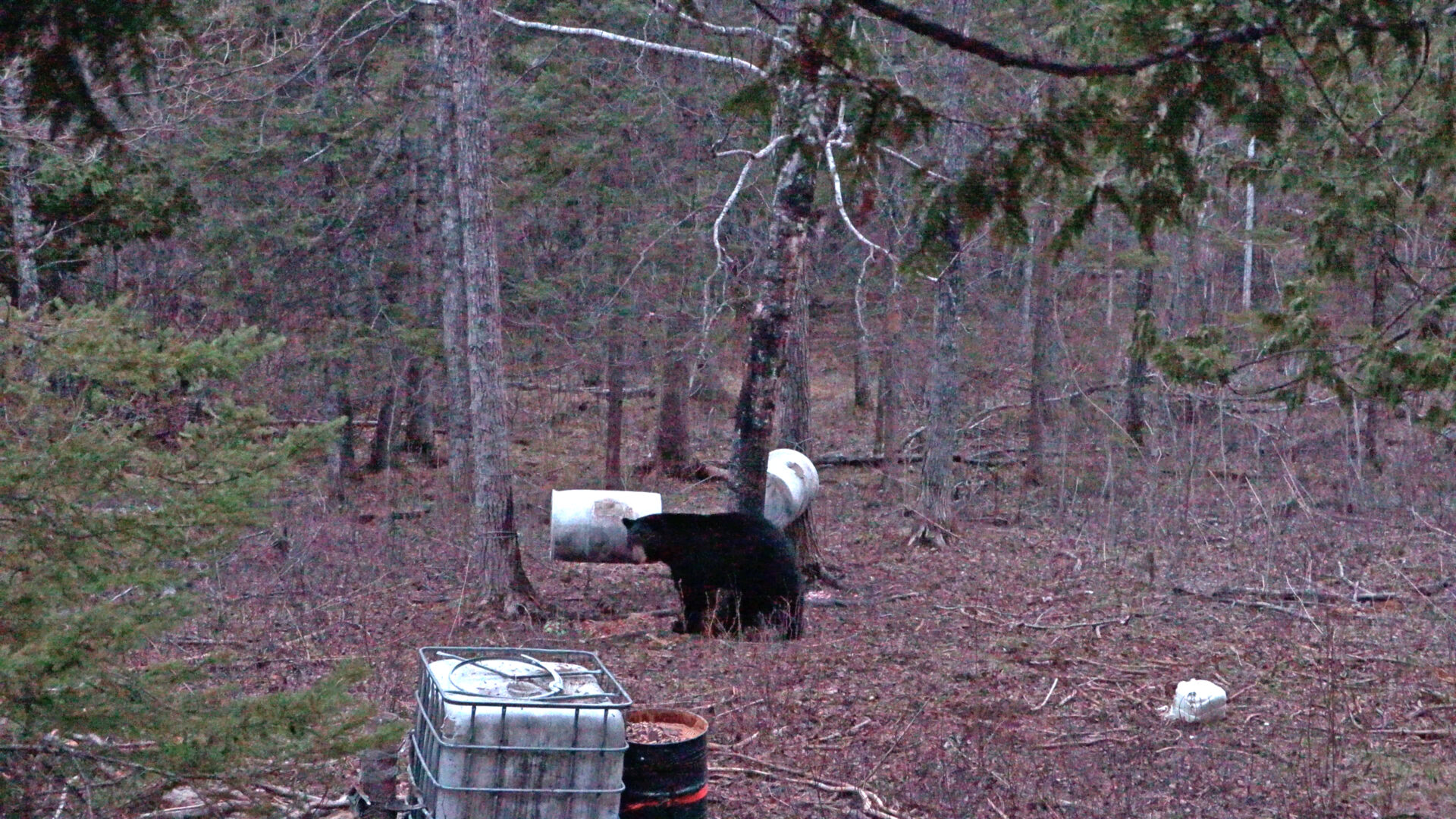 A black bear walking through the woods near some trees.