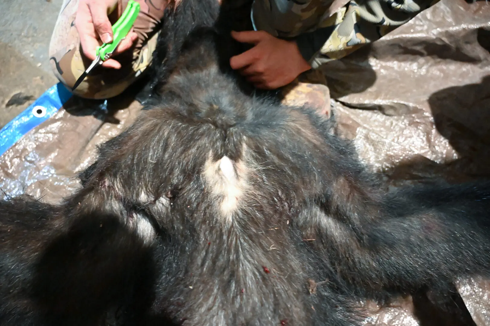 A person cutting something off of the back of a bear.