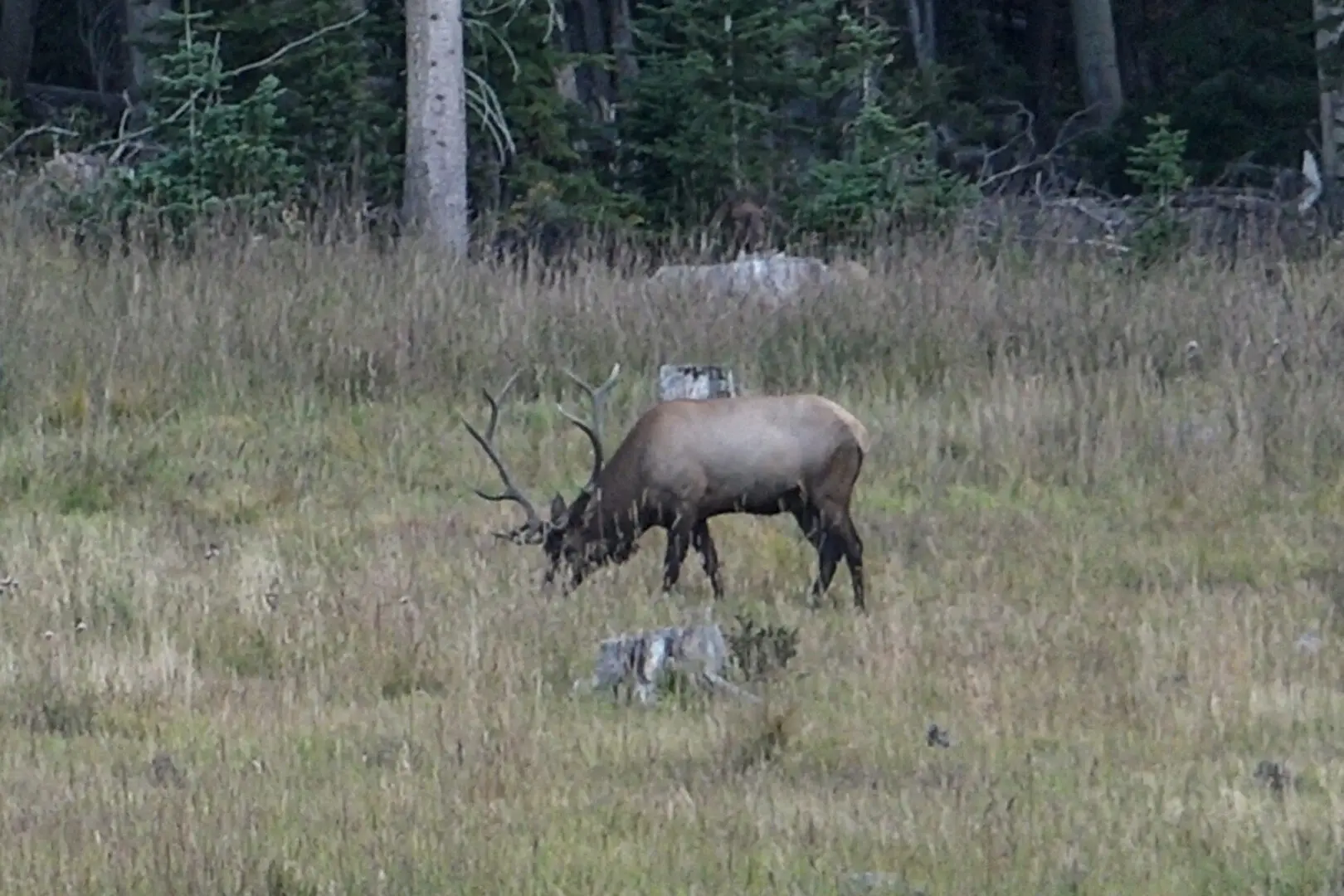 2023-09-15-Colorado-Elk-001