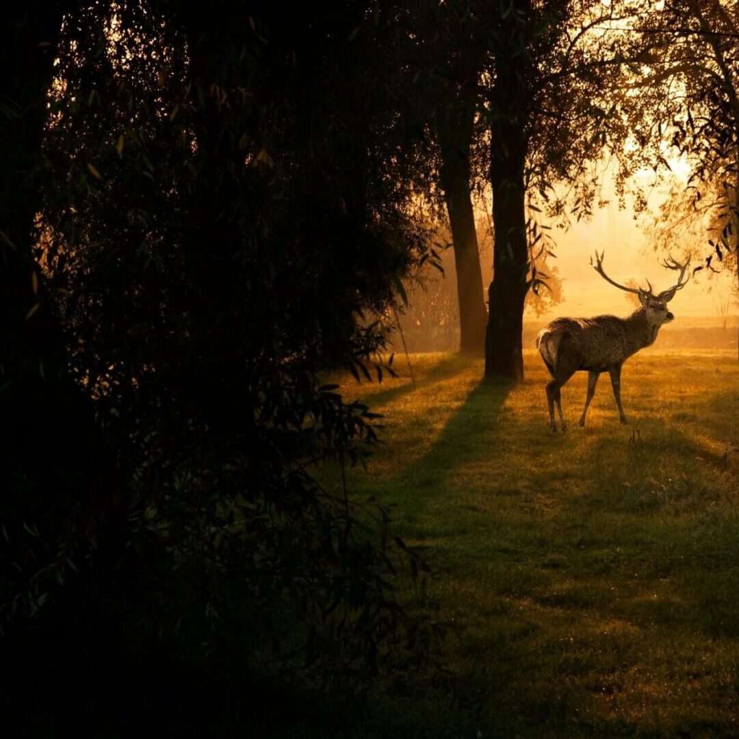 A deer standing in the middle of a field.